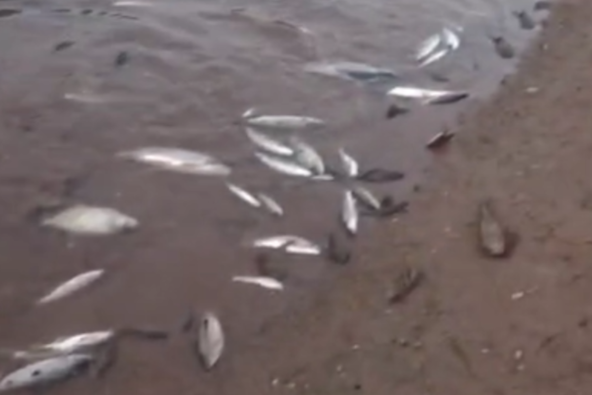 Mortandade de peixes no rio Paraopeba