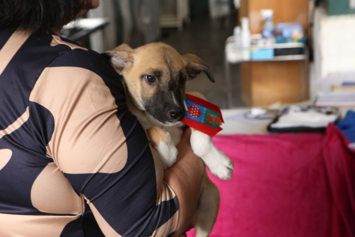 Para adotar um cão ou gato é preciso ser maior de 18 anos, apresentar documentos de identificação com foto e comprovante de endereço. 