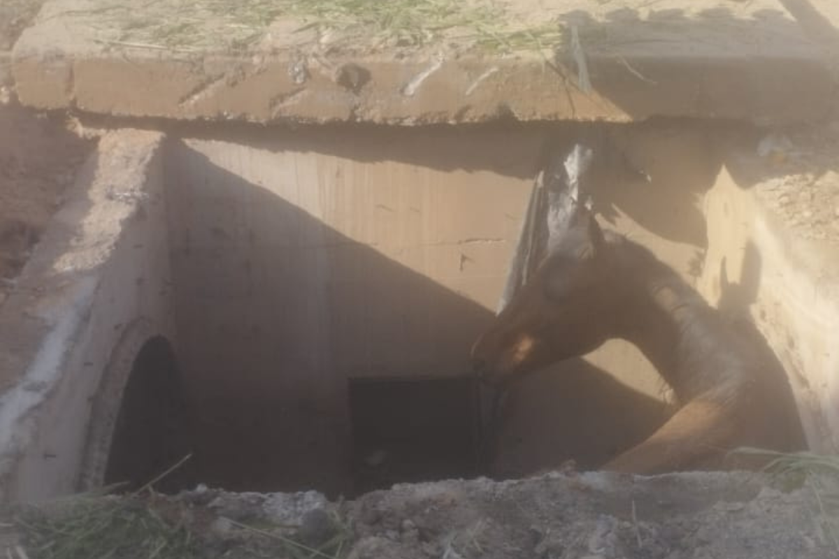 Cavalo apresentava apenas uma pequena escoriação na região da face e conseguia se locomover normalmente