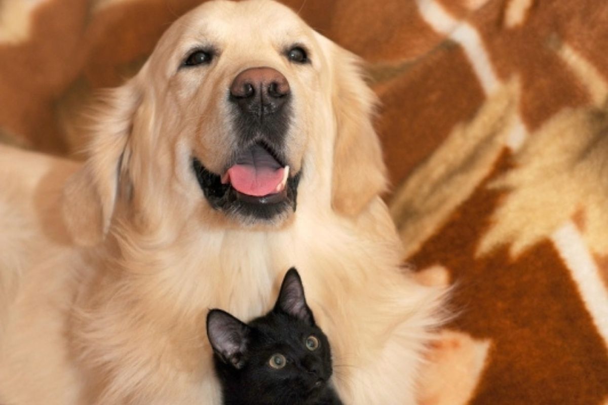 Para participar, os animais devem ter entre 6 meses e 8 anos de idade, pesar entre 3 e 40 quilos e estar saudáveis