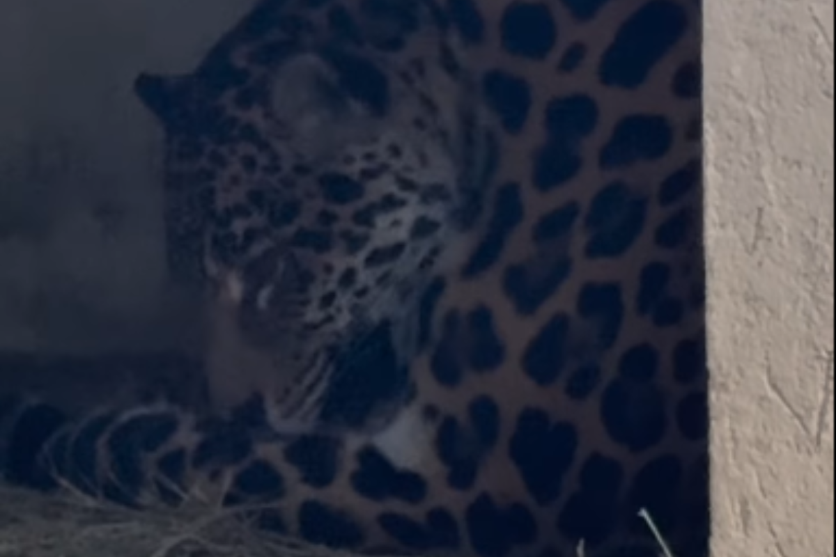 Onça-pintada do Cerrado, Serena deu à luz a dois filhotes nesta terça-feira (4/8)