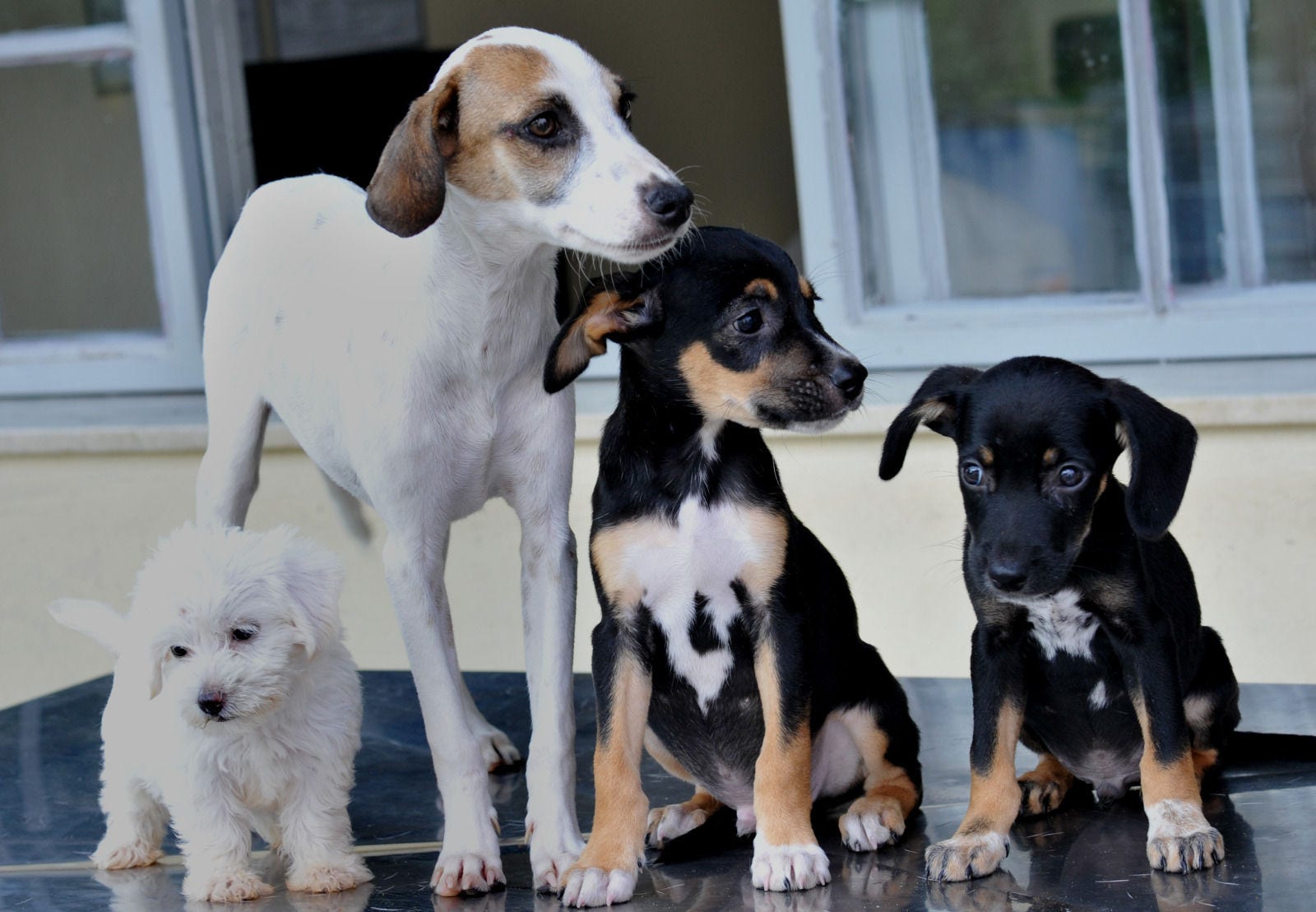 Todos os animais adultos estão vacinados, vermifugados, microchipados e os filhotes têm castração garantida pela Sepa, conforme a idade.