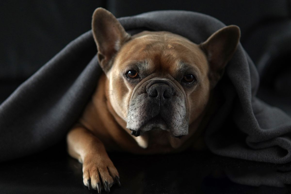 No período de frio, animais de rua ficam expostos às baixas temperaturas, o que aumenta os riscos à saúde e ao bem-estar deles