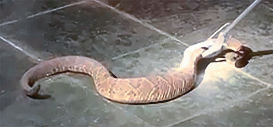 Esta serpente estava no quintal de uma casa, também no Arquipélago Verde. Apesar do susto, não houve nenhum incidente.