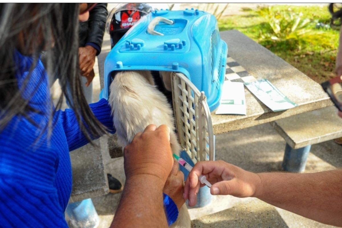 Vacinação de cães e gatos começa neste sábado (18), das 8h às 12h, e continuará ao longo da próxima semana, das 8h às 17h