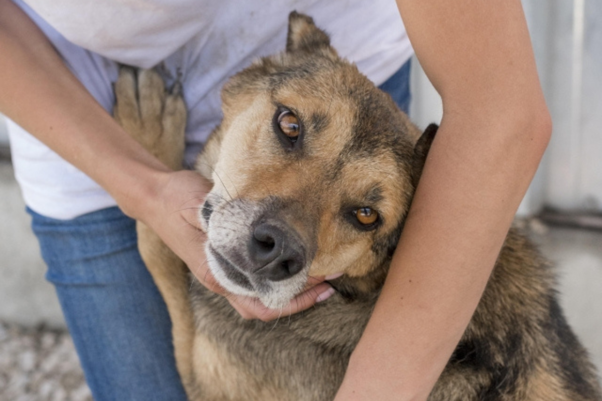 Animais adultos estarão castrados e os filhos terão direito ao procedimento quando atingirem o peso e a idade adequados