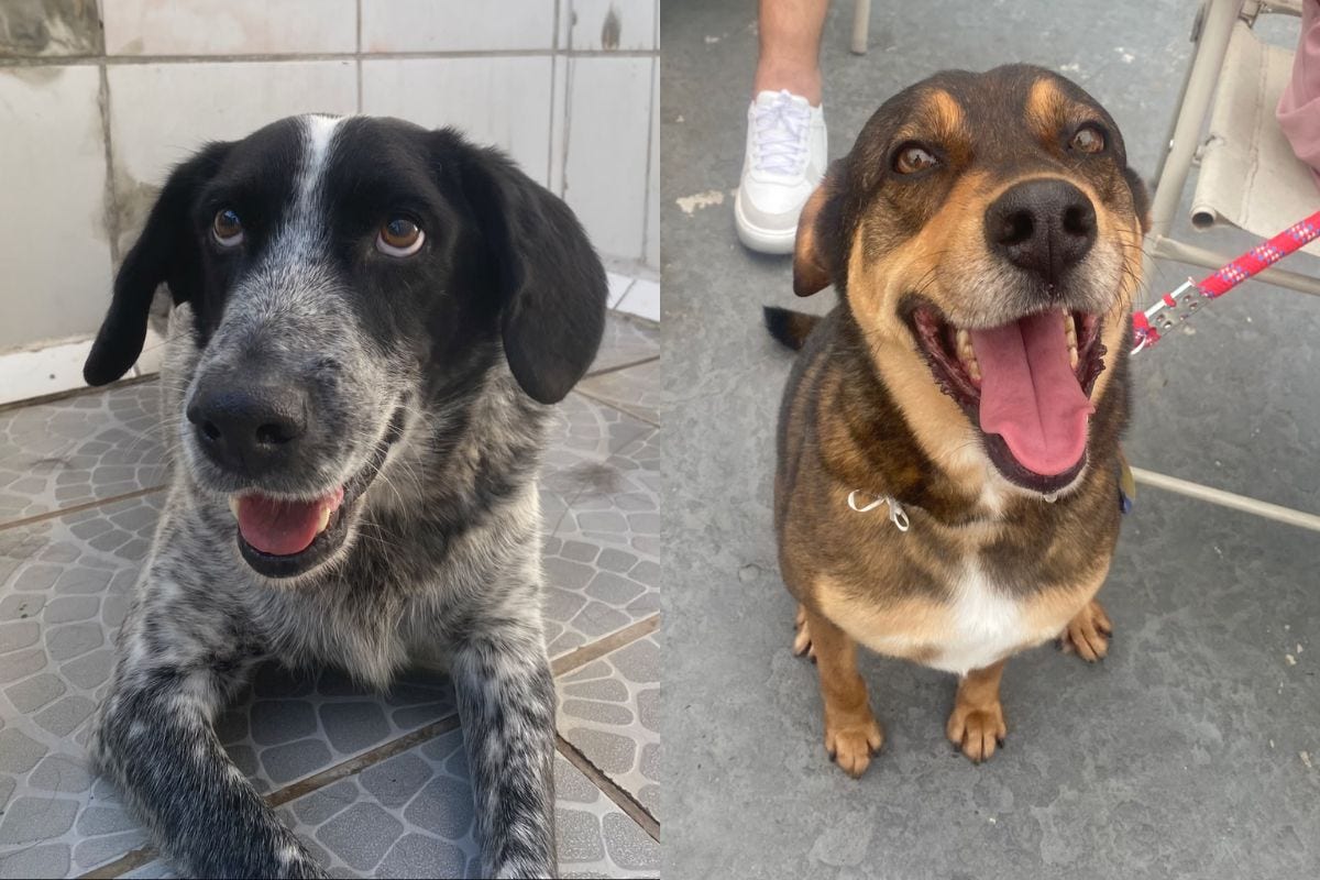 Todos os animais já foram castrados, vermifugados, receberam atendimento veterinário e estão em boas condições de saúde