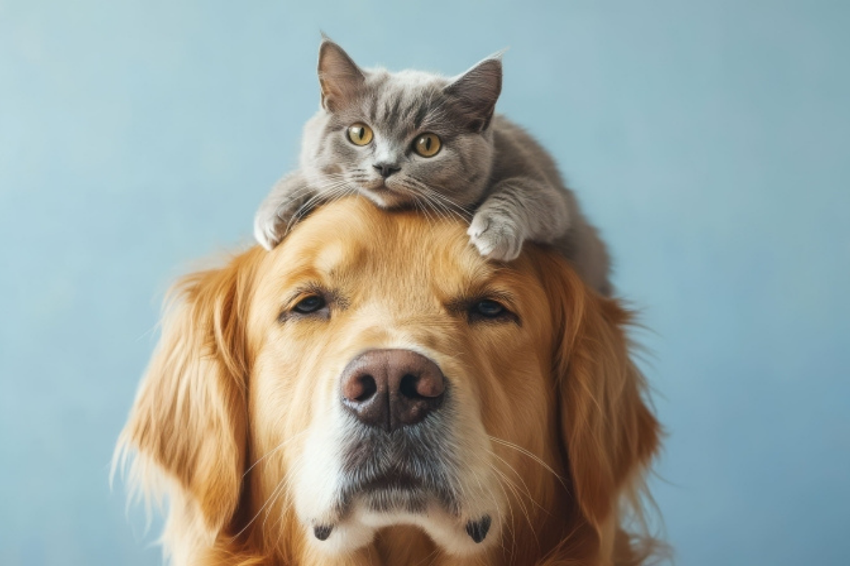 Interessados em adotar devem ter mais de 18 anos, apresentar documento de identidade com foto e comprovante de residência