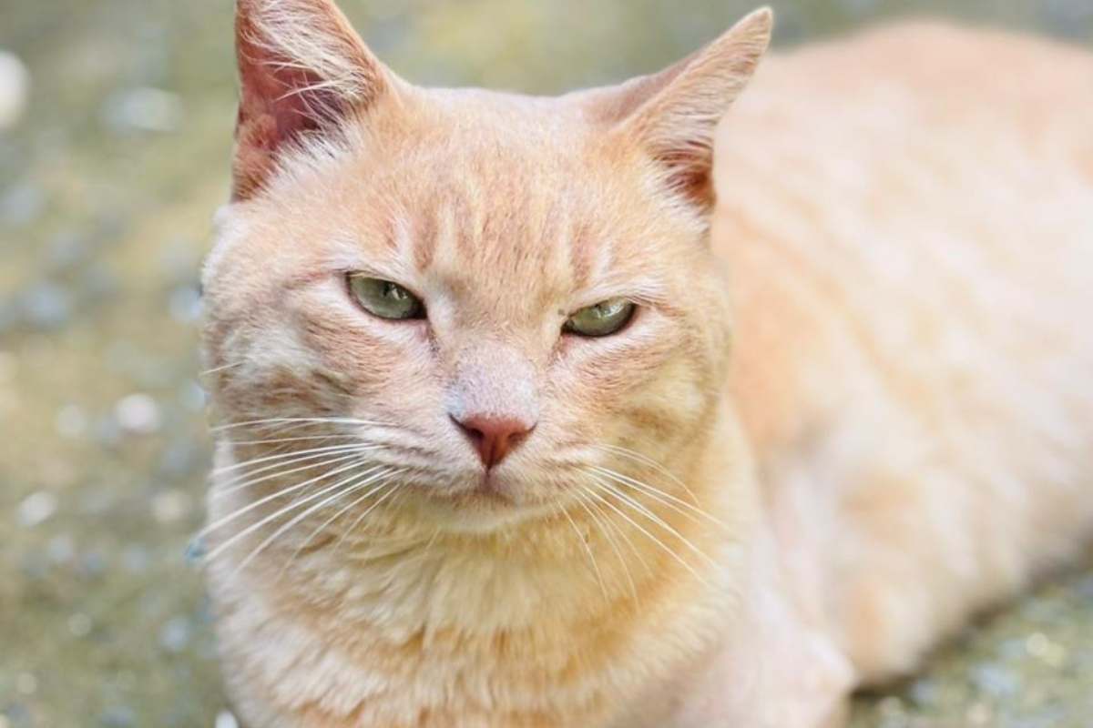 Para adotar, é necessário ser maior de 18 anos, apresentar documento de identidade, comprovante de residência e assinar o termo de responsabilidade