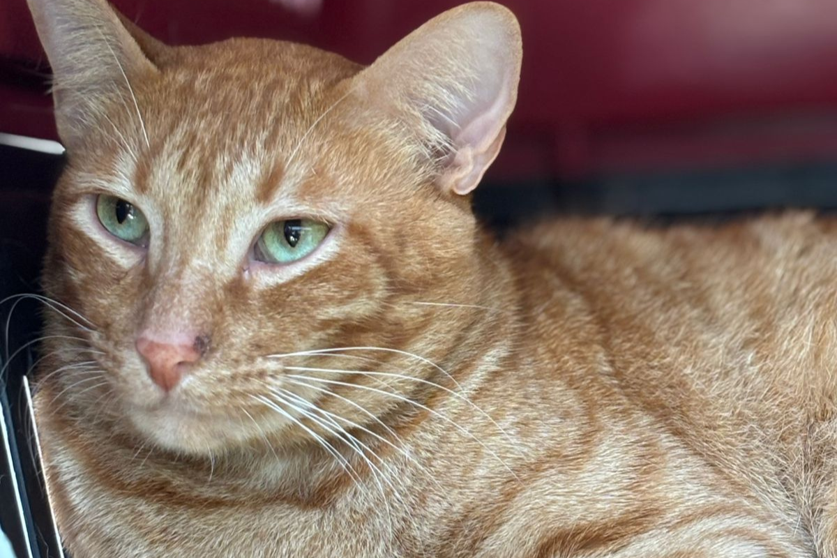 Animais filhotes, adultos e especiais estarão disponíveis no evento deste fim de semana