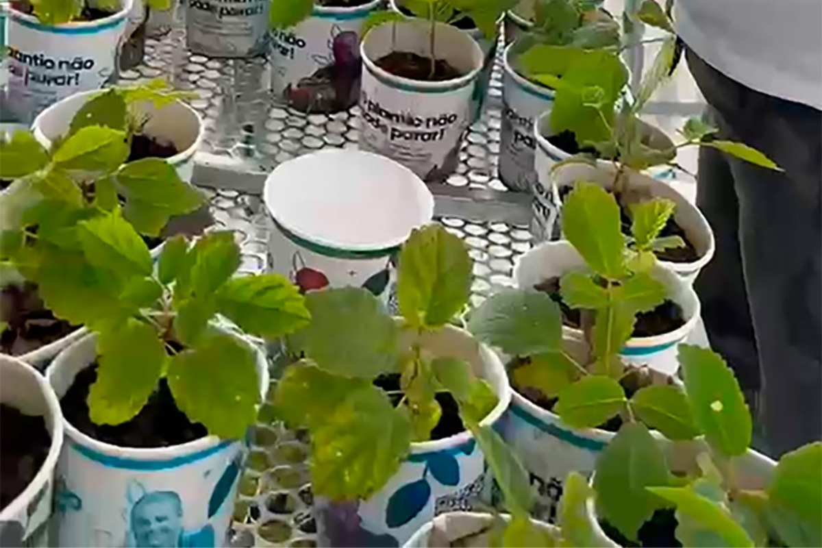Serão doadas 500 mudas de árvores frutíferas, entre elas de acerola, amora, jabuticaba e pitanga
