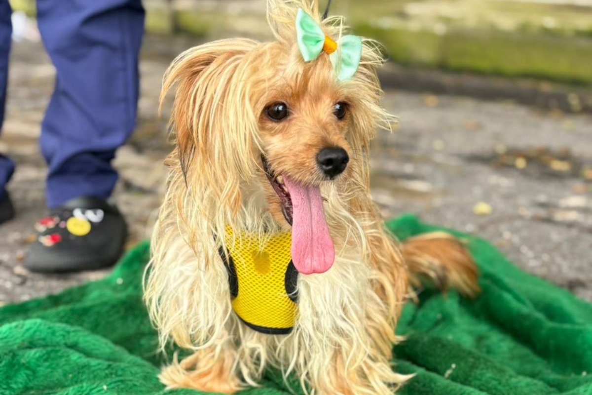 Para adotar, é necessário ser maior de 18 anos, apresentar cópia do documento de identidade e comprovante de residência