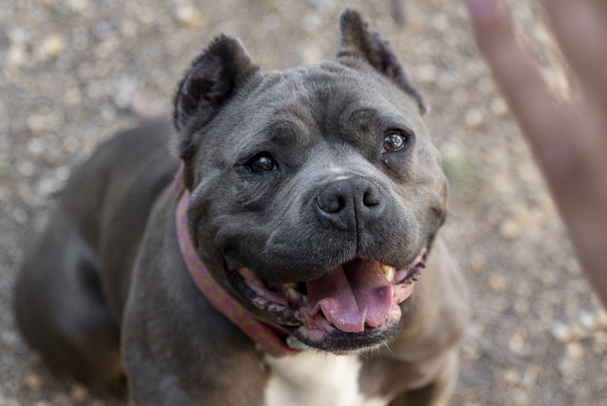 Evento foi marcado especialmente para a adoção de pitbulls