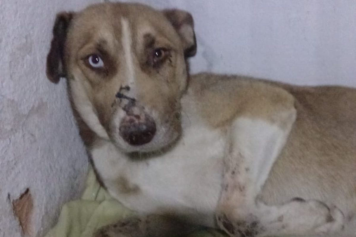 Pérola é uma 'pit-lata' de cerca de 2 anos que teria sido abandonada por ex-inquilinos e estava sendo alimentada por vizinha