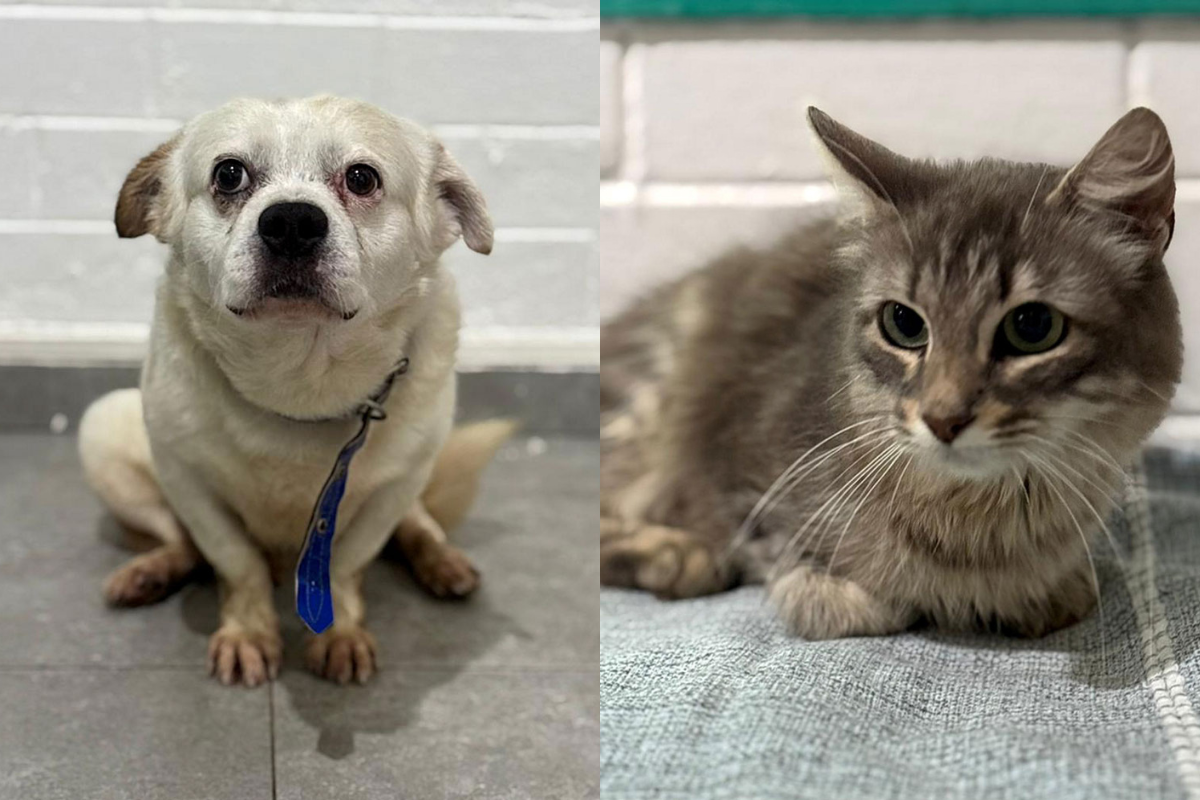 Cães e gatos estarão disponíveis para adoção na sede da secretaria adjunta