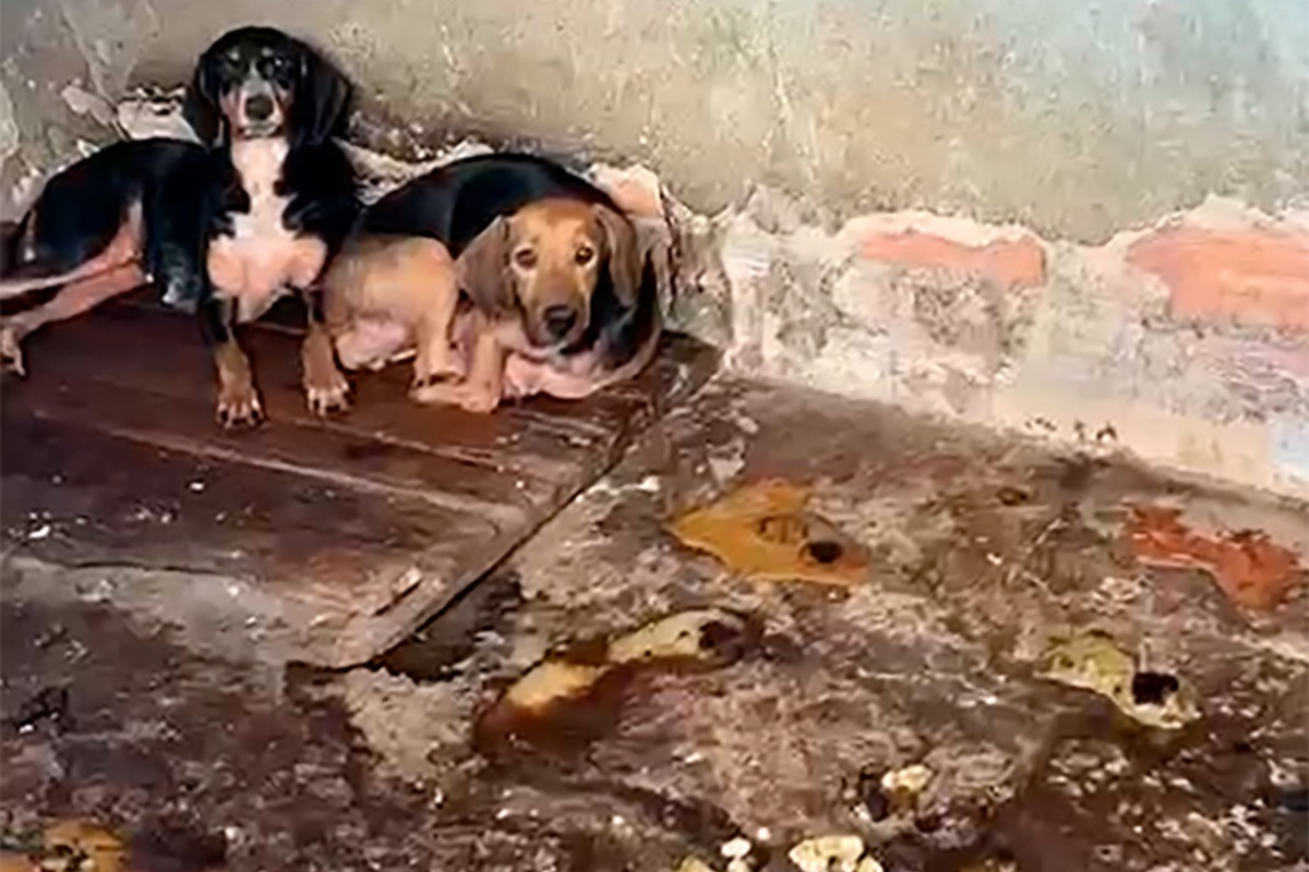 Cachorros ficavam presos em uma baia, num ambiente escuro, em meio a grande quantidade de urina e fezes  