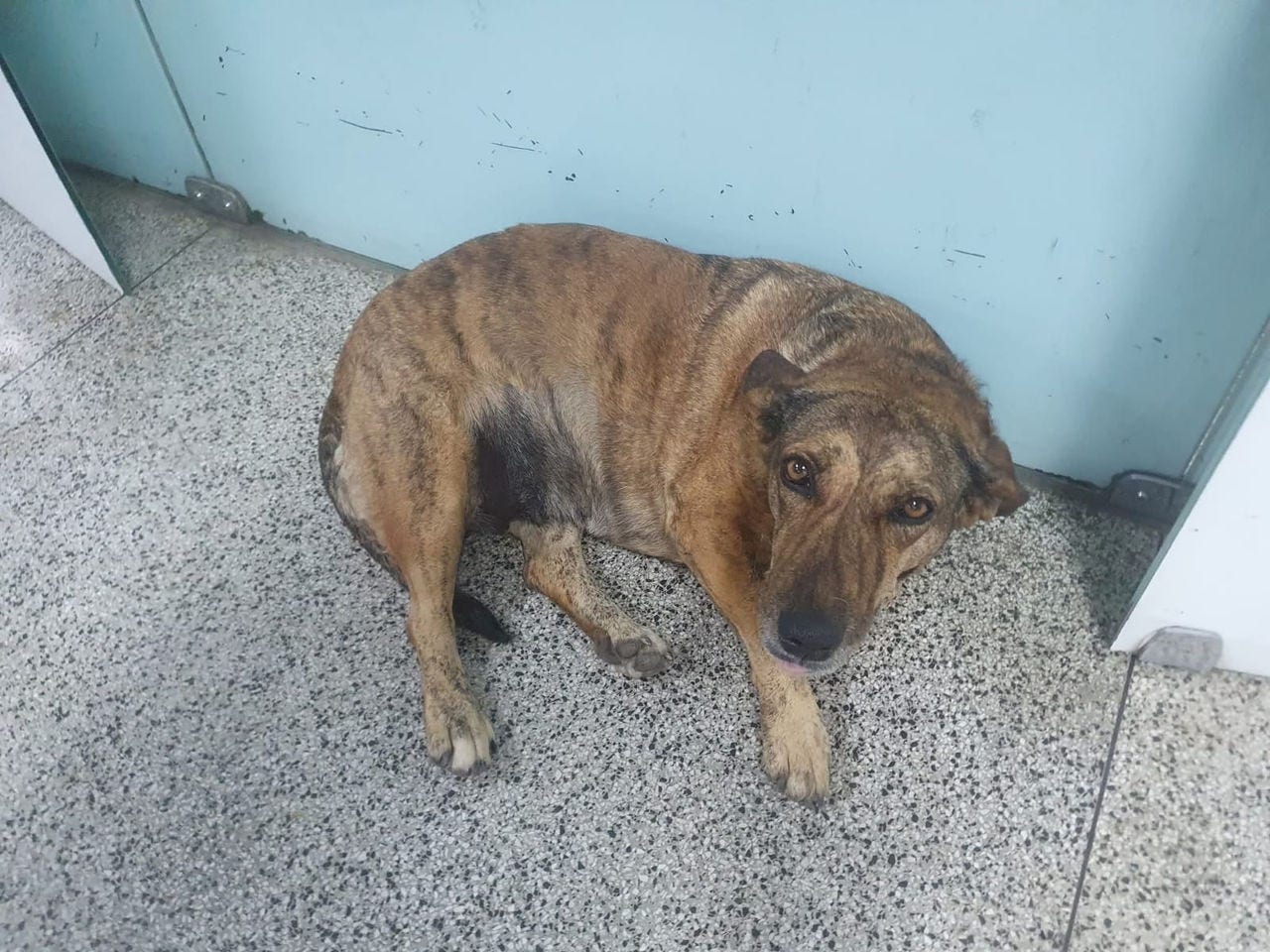 Bolota viveu cerca de oito anos cuidada por protetores