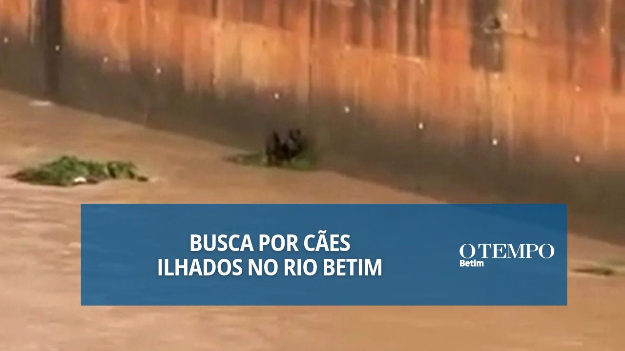 Animais foram flagrados às margens do curso d'água nessa segunda-feira (5)