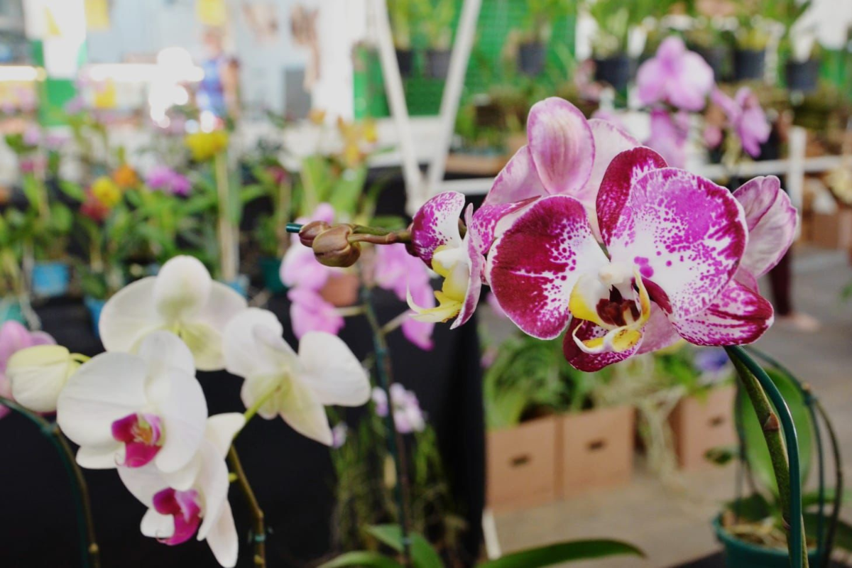 Serão disponibilizadas orquídeas de diversas espécies, inclusive raras