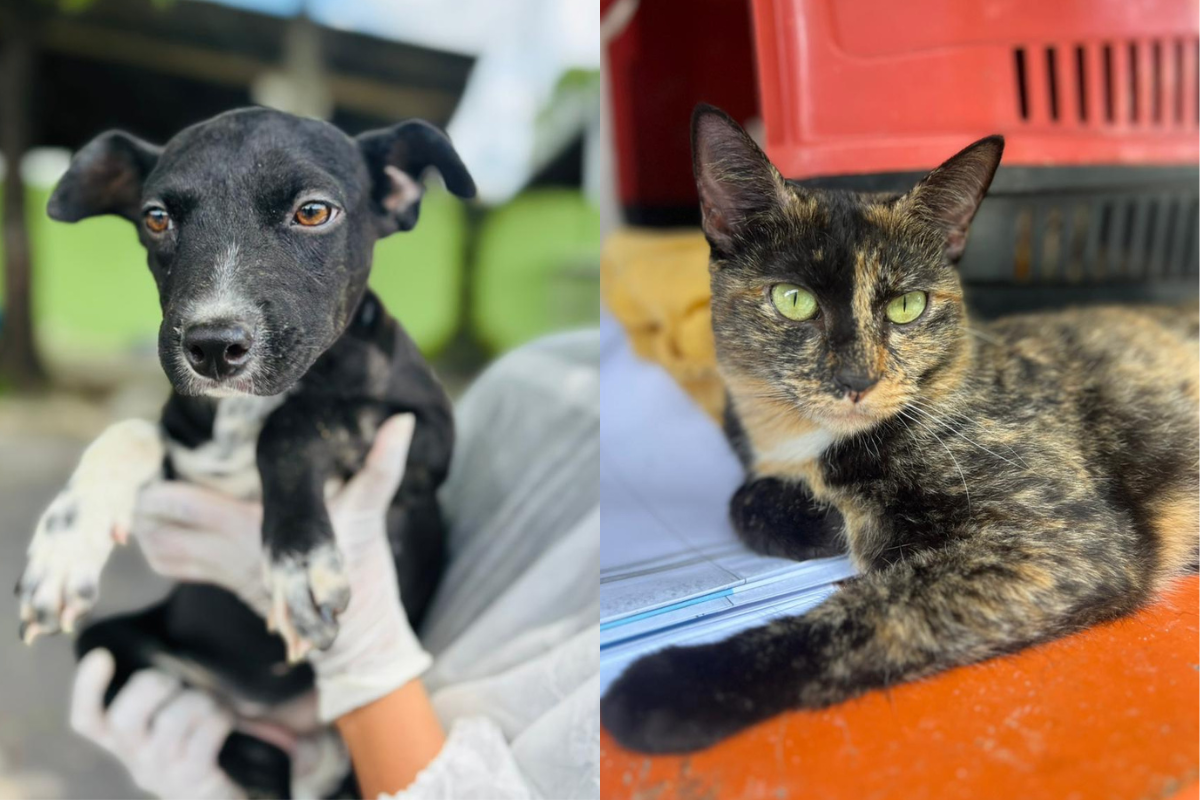 Animais adultos já estão castrados, e os filhotes terão a castração garantida pela Sepa ao atingir idade e peso adequados