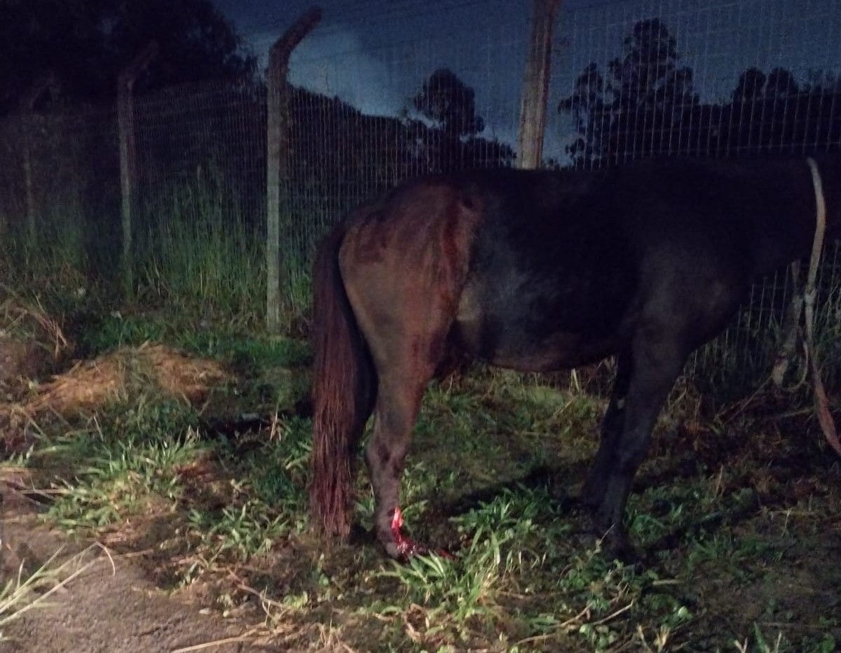 Égua teve uma fratura completa do membro posterior, apresentava fratura exposta, lacerações no osso e início de necrose na musculatura