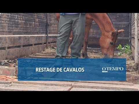 Por lei, animais de grande porte não podem ficar soltos em via por apresentarem riscos