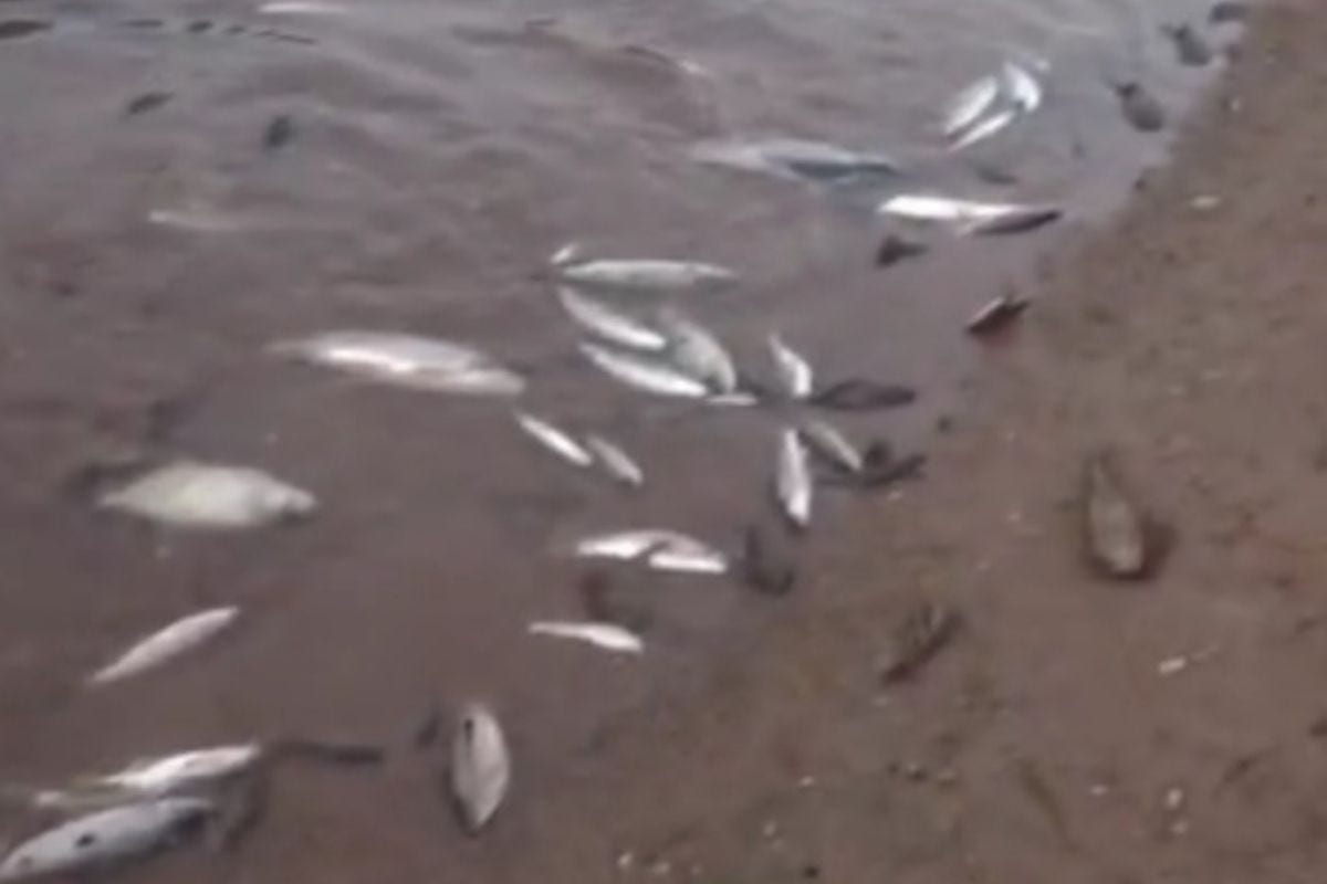 Comitê informou que 6.000 peixes mortos foram recolhidos no trecho do rio entre Betim e Esmeraldas