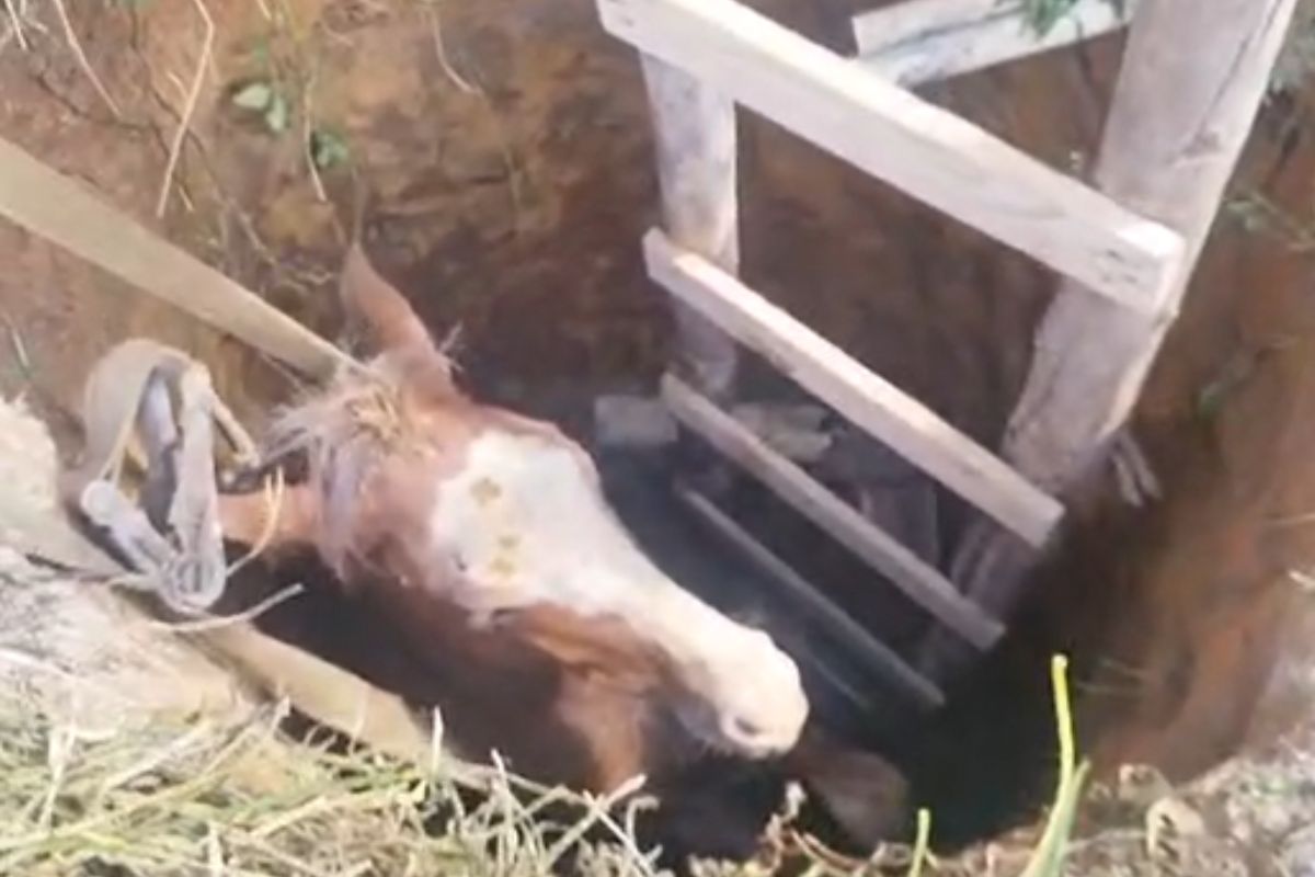 Cavalo teve lesões leves na região da boca