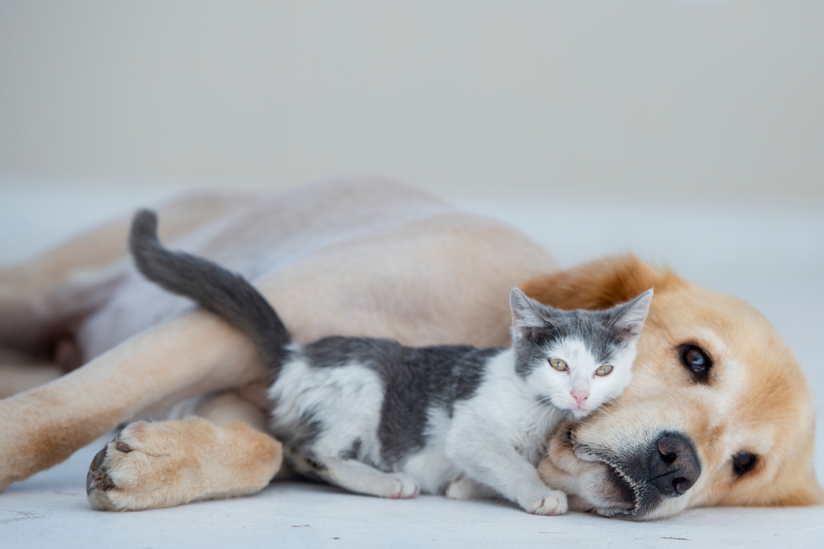 Cães e gatos, machos e fêmeas, podem ser submetidos ao procedimento, desde que atendam aos critérios estabelecidos