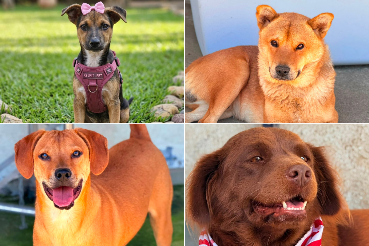 Videl, Leopardo, Scooby Loo e Raika são alguns dos pets disponíveis para adoção