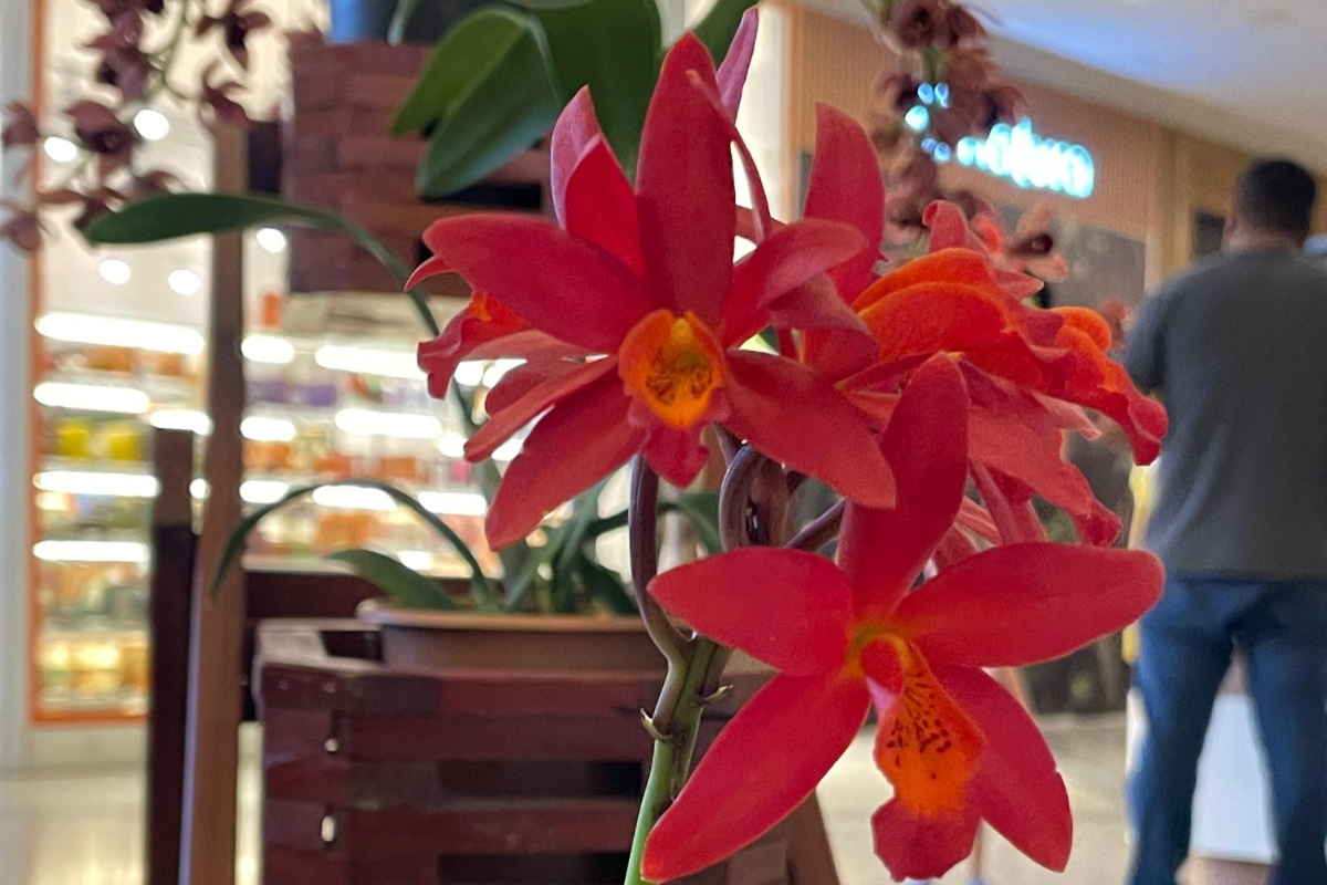 Público poderá apreciar diferentes espécies de orquídeas e conhecer a variedade de cores e formas das orquídeas