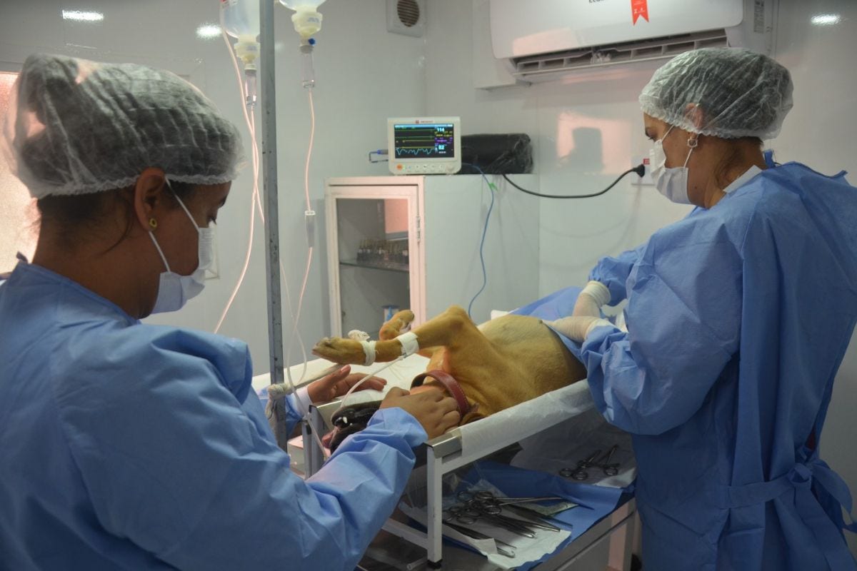 Animal deve estar em jejum e com boas condições vitais para o procedimento, sem doenças e com boa saúde