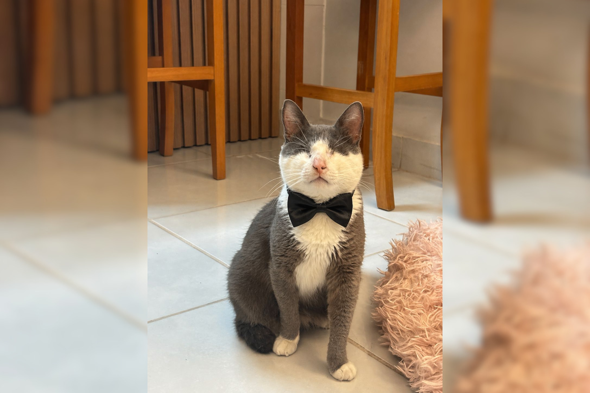 Pet já está adaptado à nova casa e é o xodó dos tutores Pamela e Ariel