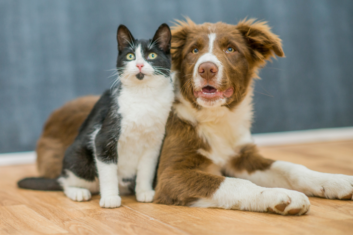 De acordo com a ONG, todos os animais são castrados, vacinados e vermifugados