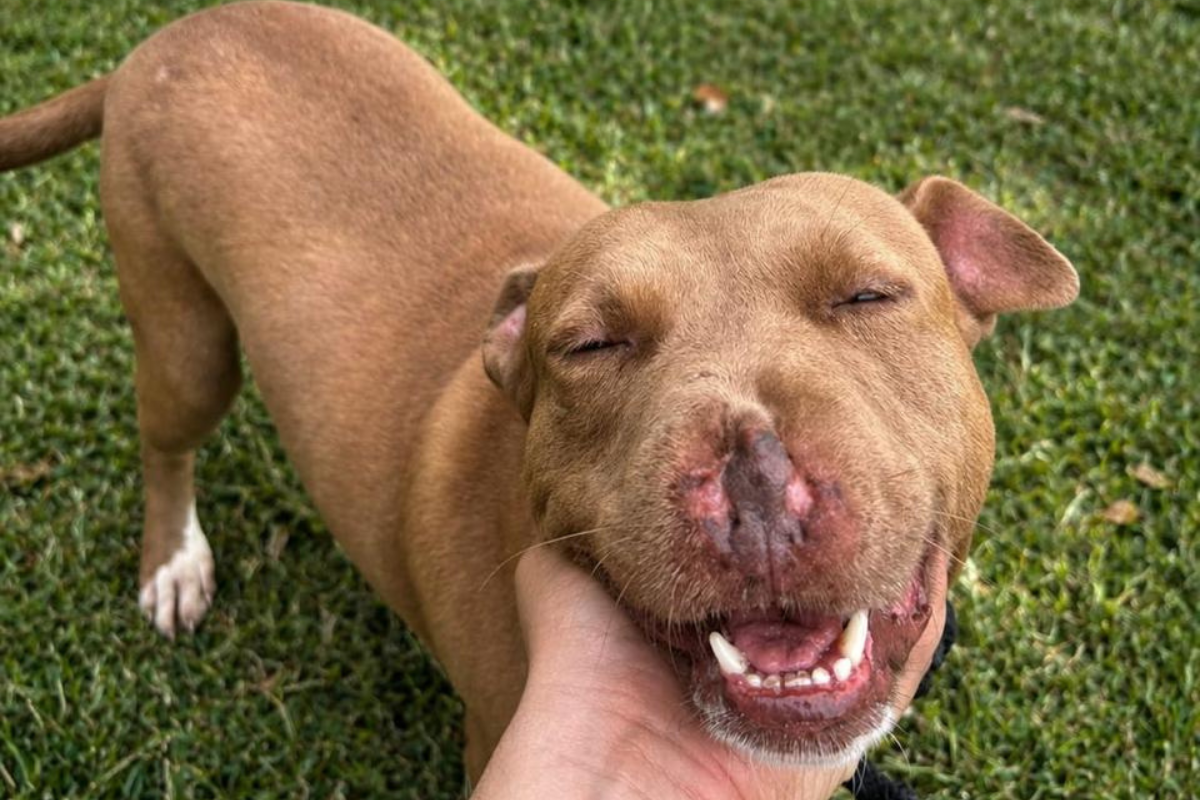 Programação inclui adoção, suporte e orientação para castração, consulta médica veterinária gratuita, rua de lazer e Cine Dog