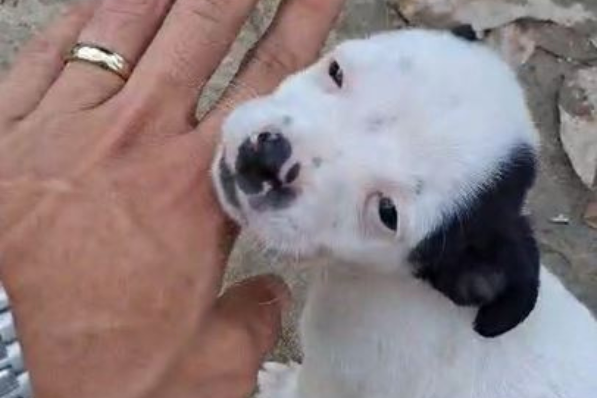 Um dos cães abandonados