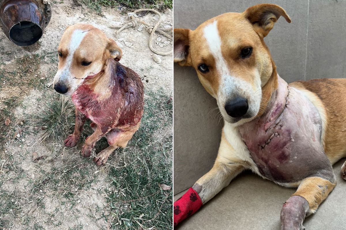 Cachorro foi submetido a cirurgia para remoção de projéteis e se recupera em clínica veterinária no Filadélfia