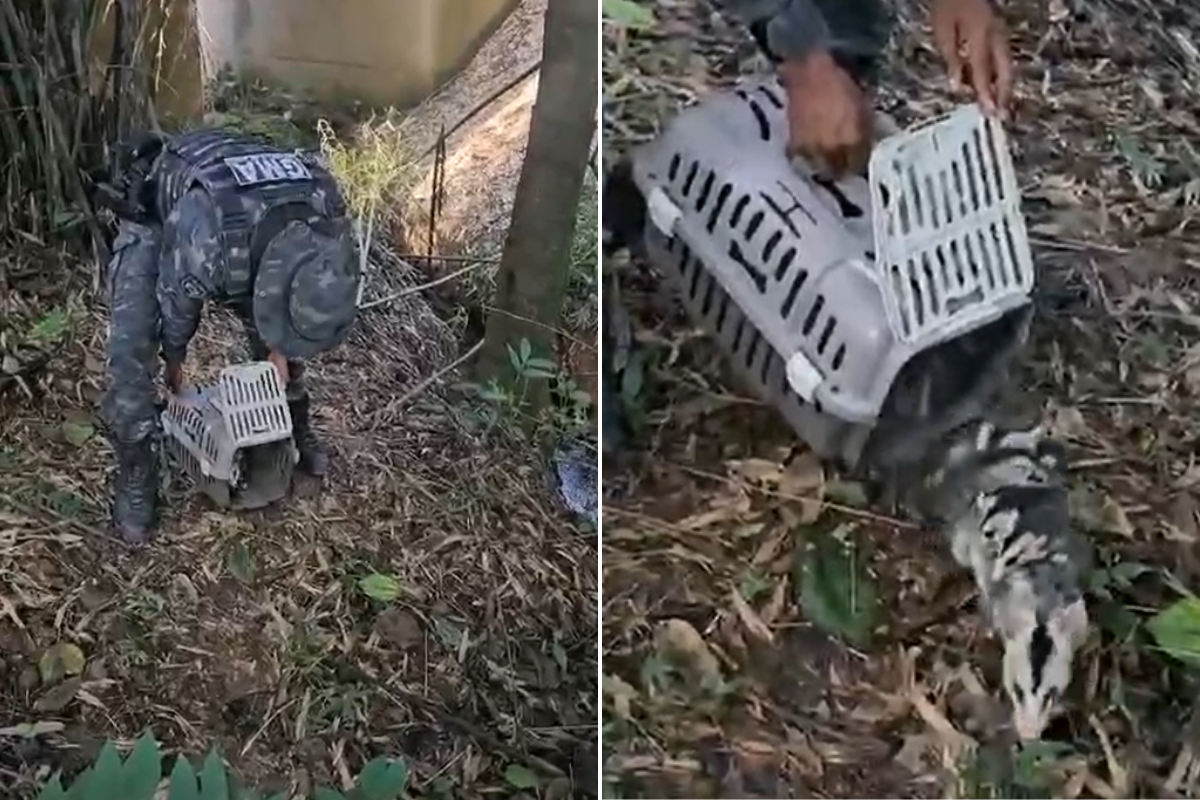 Animais foram soltos em área de mata próximo ao Rio Paraopeba