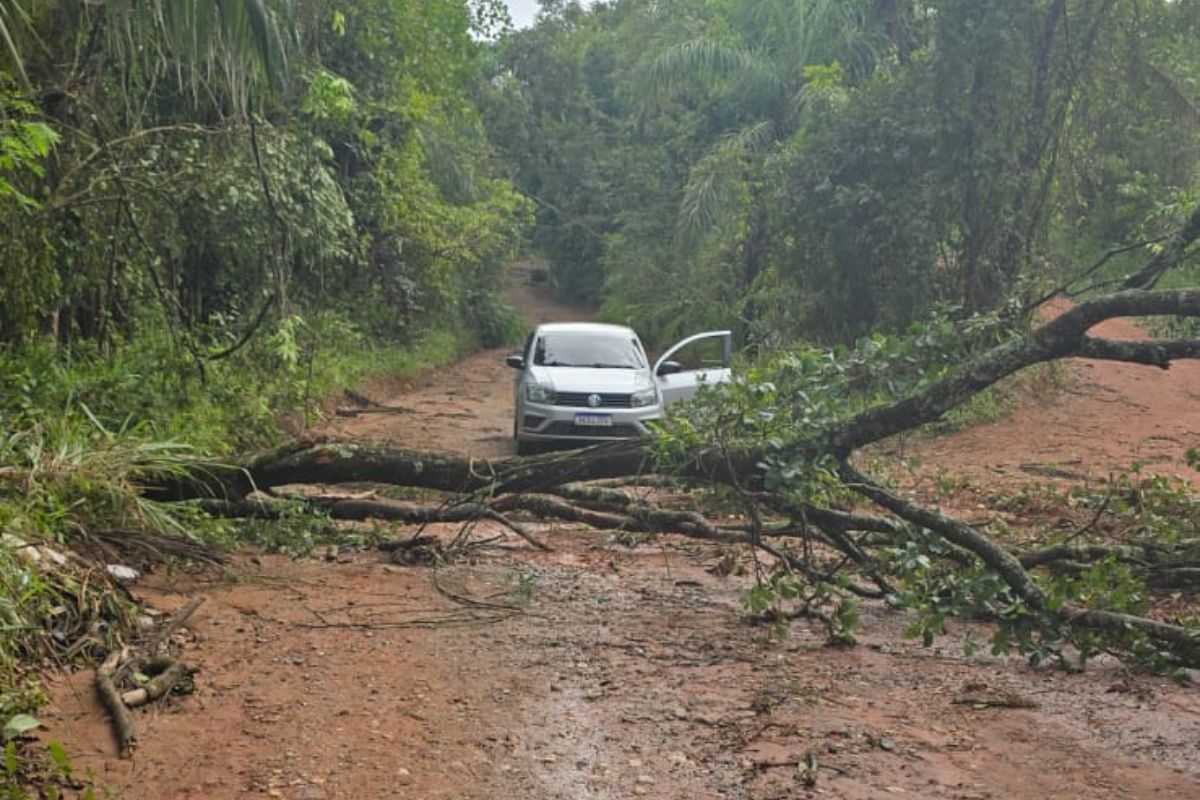 Na Estrada Serra Negra, no Santo Afonso, a via teve que ser interditada parcialmente por causa da queda de uma árvore
