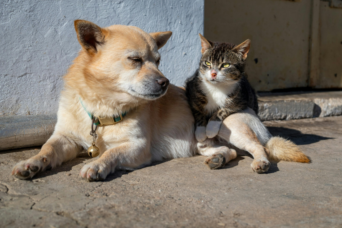 A castração animal previne diversas doenças nos animais