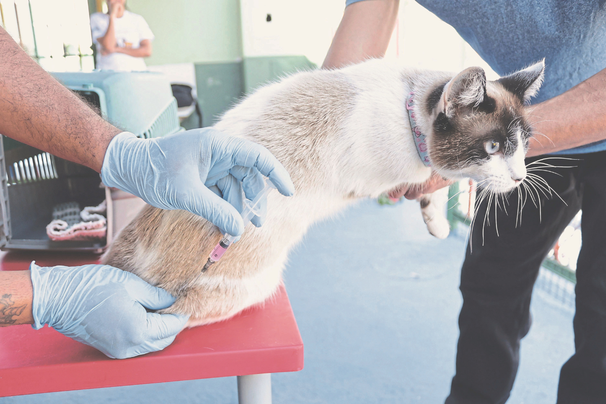 Cerca de 12,5 mil cães e gatos já foram vacinados 