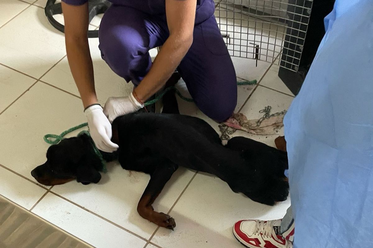 Cão foi resgatado pela Polícia Militar de Meio Ambiente e levado para os cuidados da equipe da Sepa Betim