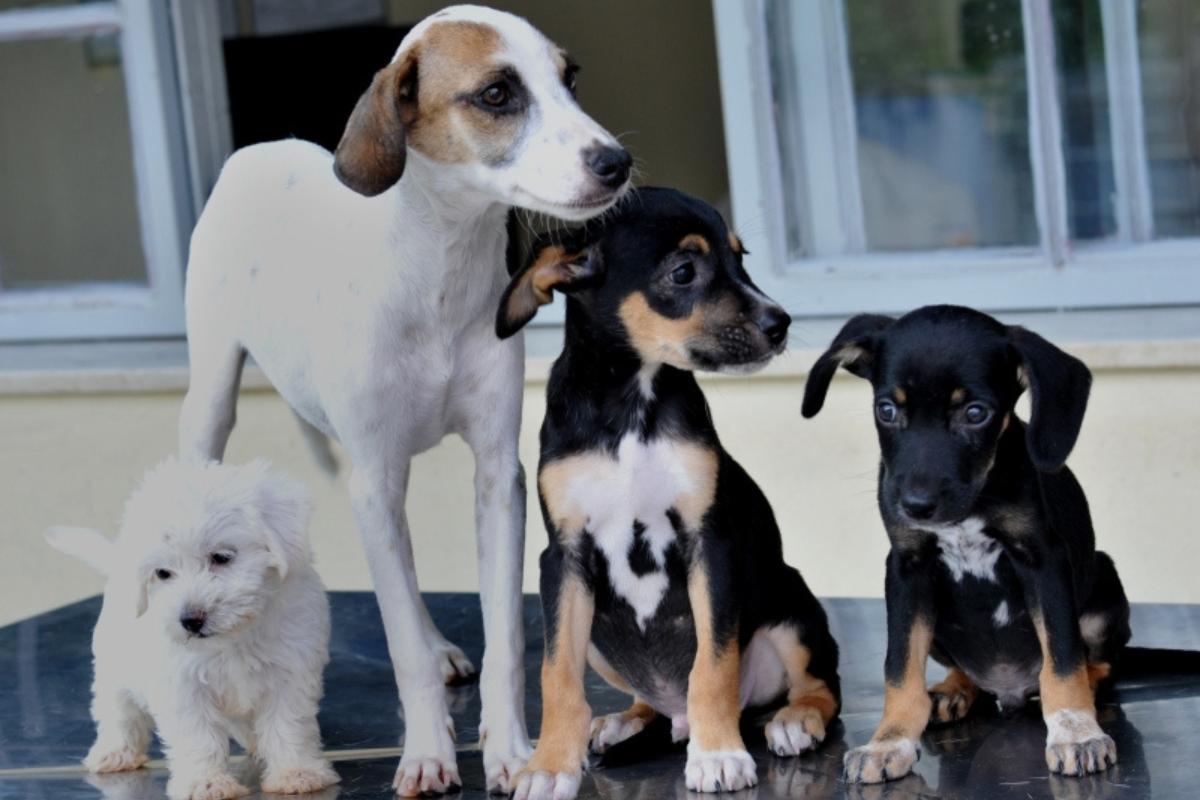Sepa também participa de encontro de Shih Tzu no Monte Carmo Shopping