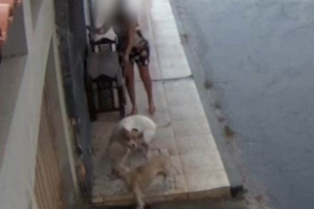 Animal foi levado para a Sepa para avaliação e realização de exames