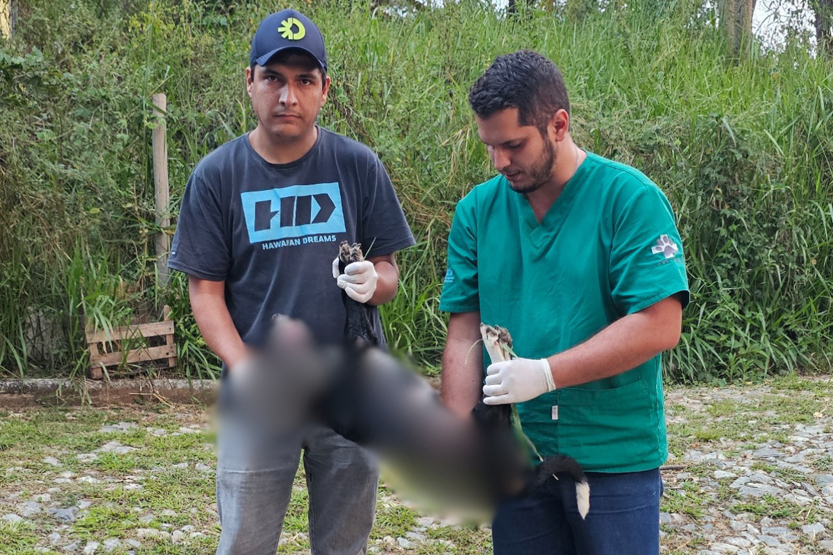 Cadela Pretinha teria sido vítima de envenenamento no condomínio Gentileza e não resistiu