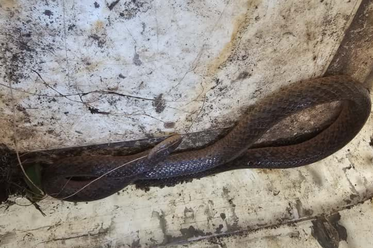 Os próprios trabalhadores da unidade localizaram o animal e, de forma segura, realizaram a captura, colocando a serpente em um balde plástico