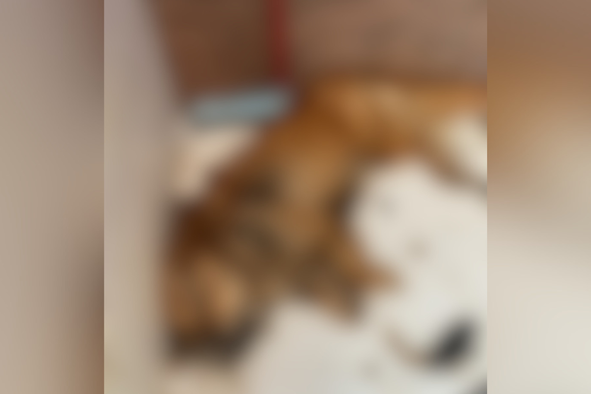 Cão estava dentro do box do banheiro há cerca de cinco dias