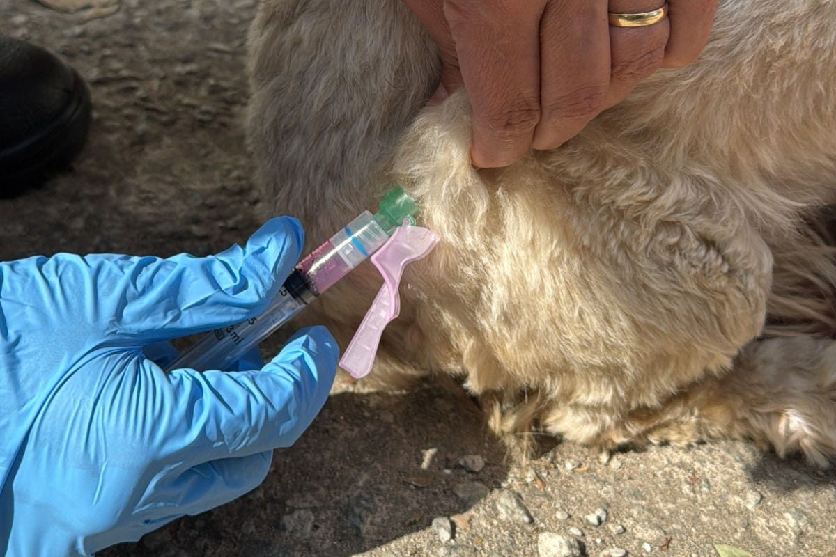 No local, médicos veterinários farão a avaliação dos animais antes da aplicação do imunizante