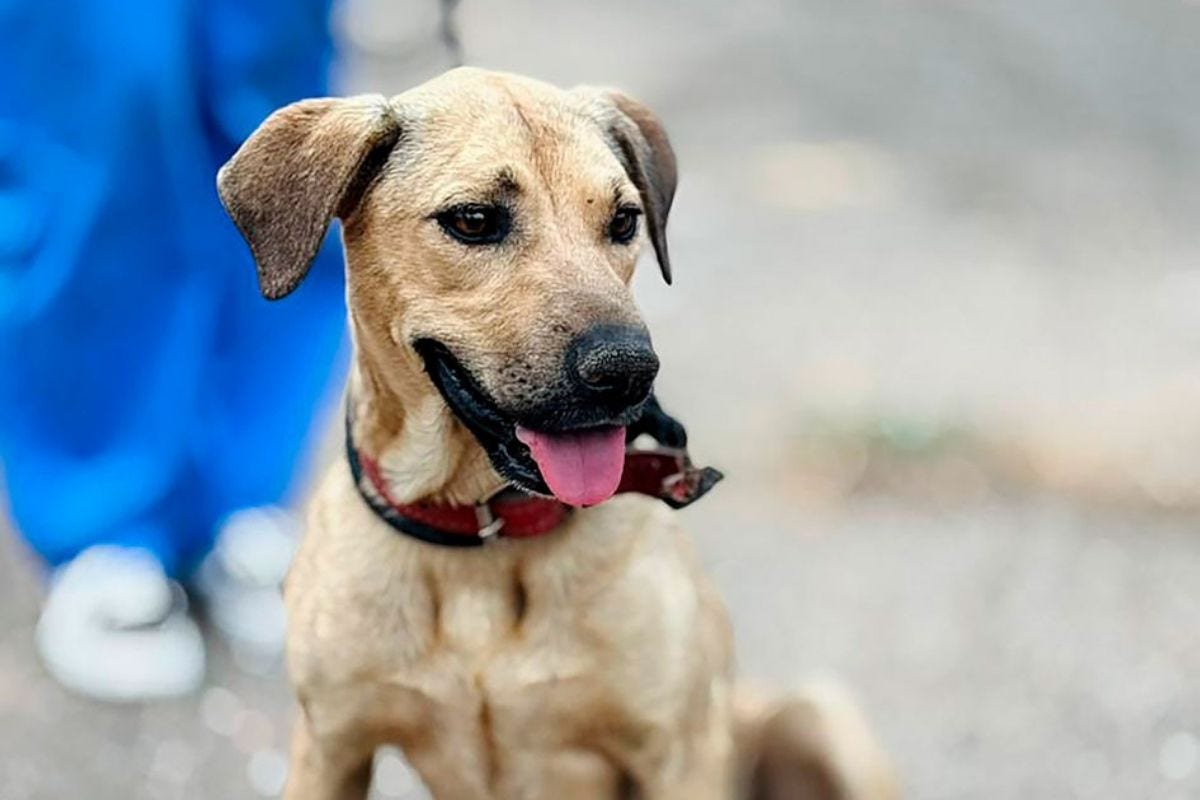 Animais pra adoção estão acolhidos na Secretaria Adjunta de Proteção Animal de Betim (Sepa)