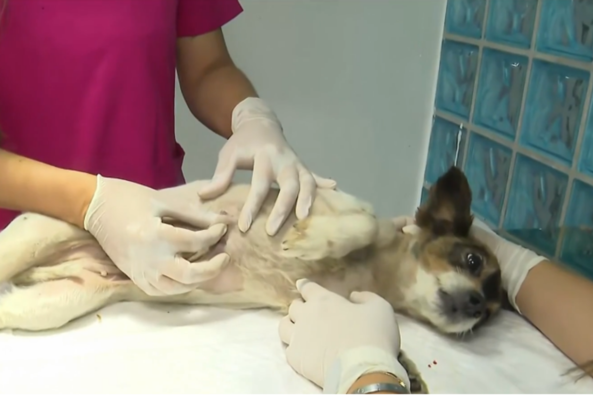 Durante o evento, os pets serão examinados, e os tutores receberão orientações sobre como realizar a palpação das mamas para identificar possíveis alterações